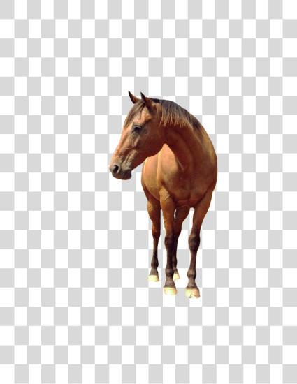 Download Horse PNG file