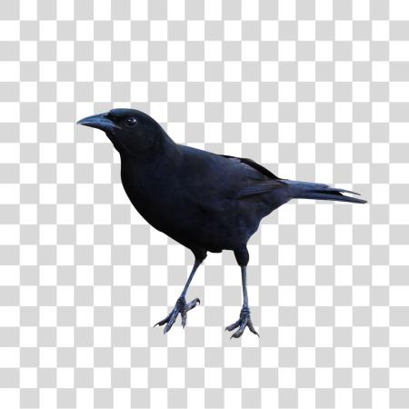 Download Raven PNG file