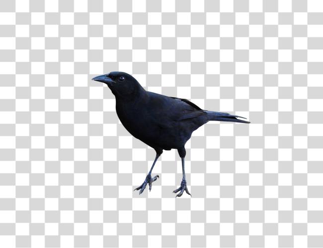 Download Raven Clip Art