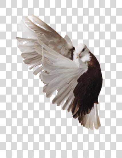 下载 Pigeon PNG file