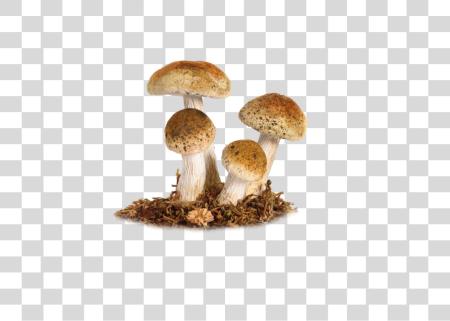 下载 Mushroom PNG file