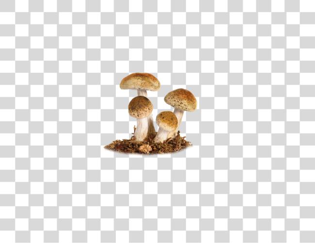 Download Mushroom Clip Art