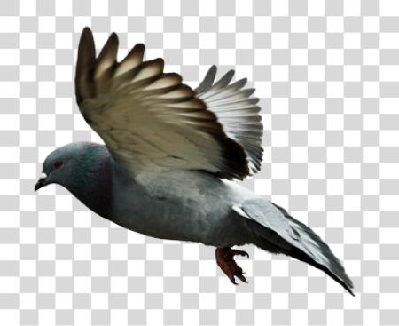 下载 Pigeon PNG file