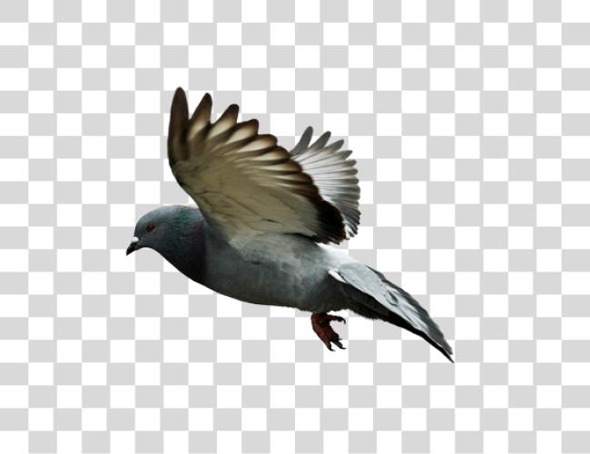 تحميل Pigeon مقطوعة فن