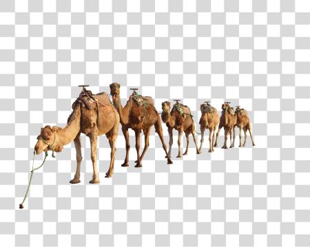 Download Camel PNG file