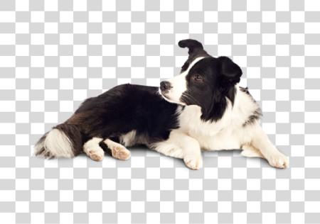 Download Playful Intelligent Border Collie Dog Laying Down PNG file