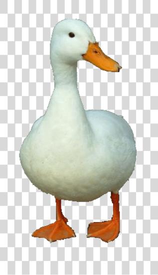 下载 Duck PNG file