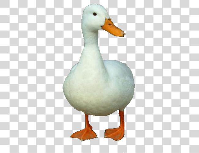 Download Duck Clip Art