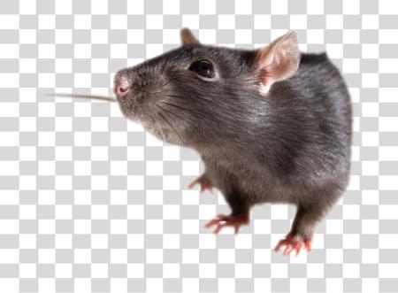 Download negro Rat como Pet Rodent pequeño mamífero PNG file