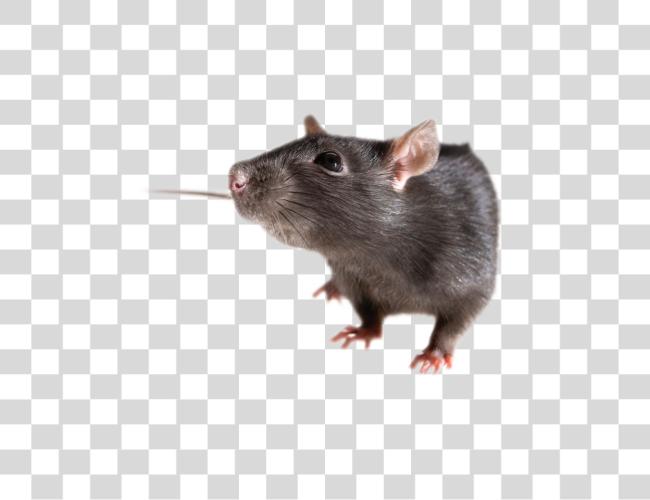 Download negro Rat como mascota Rodent pequeño mamífero Clip arte