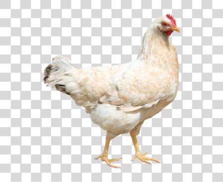 تحميل Chicken بي ان جي ملف