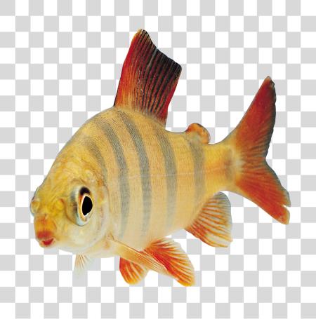 Download Fish PNG file