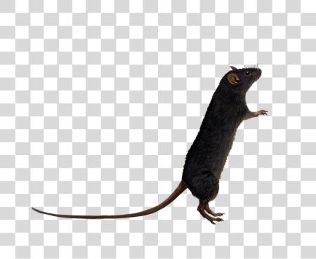 Download Rat y ratón Rodent mamífero pequeño animal Facts PNG file