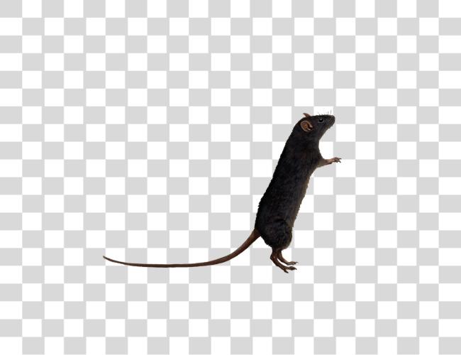 Download Rat and Mouse Rodent Mammal Small Animal Facts Clip Art