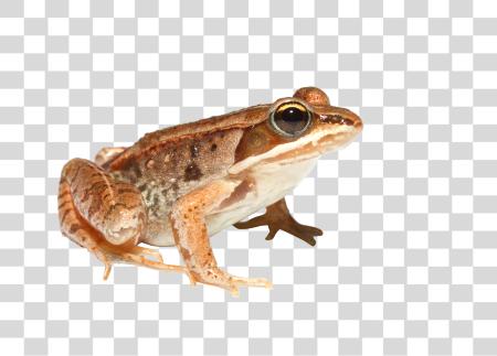 Download Frog PNG file