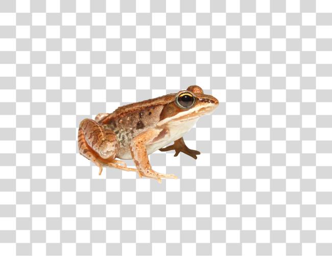 Download Frog Clip Art