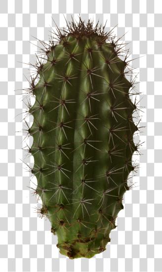 下载 Cactus Plant 關懷 Tips 为了 Desert Flora PNG file