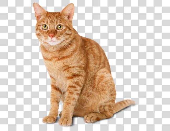 Download Orange Tabby Cat Care and Traits Clip Art