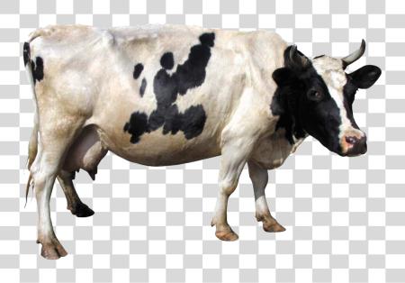 Download Cow PNG file