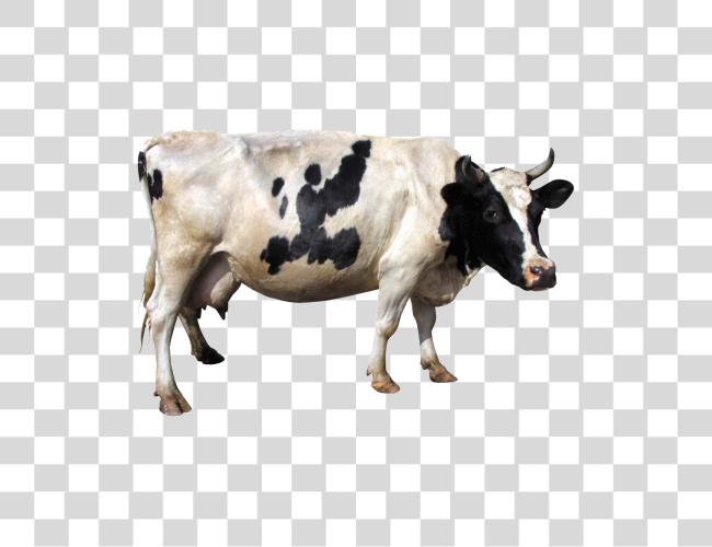 Download Cow Clip Art