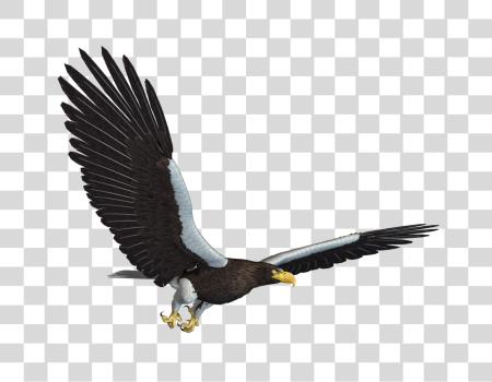 Download Eagle Wildlife Illustration of Soaring Raptor PNG file