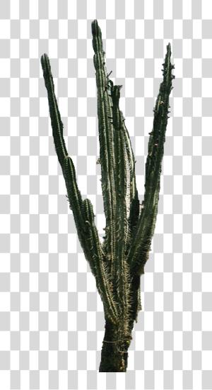 下载 Cactus Plant 關懷 Tips 为了 Desert Succulents PNG file