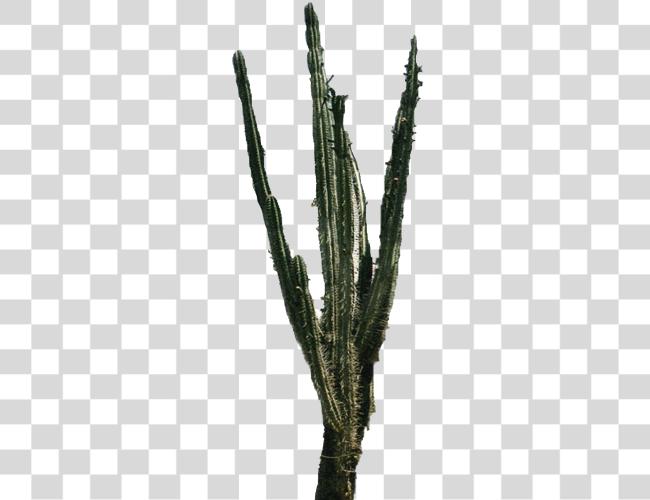 Download Cactus Plant Care Tips for Desert Succulents Clip Art