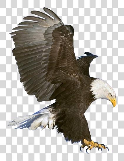 Download Bald Eagle Majestic Wildlife Photography PNG file