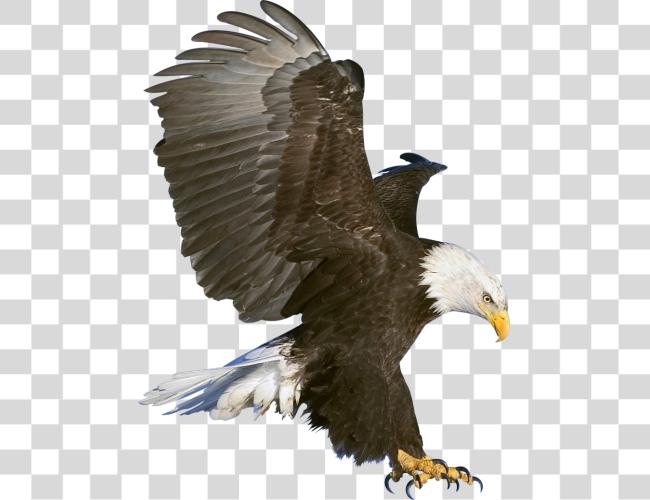 Download Bald Eagle Majestic Wildlife Photography Clip Art