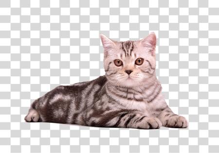 Download plata Tabby gato Portraits in Pet Photography PNG file