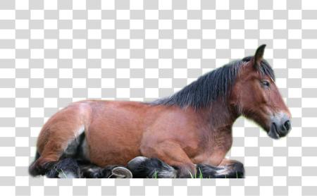 Download Horse PNG file