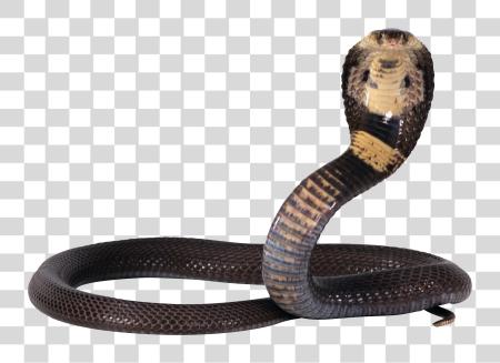 下载 Snake PNG file