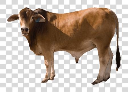 Download Cow PNG file