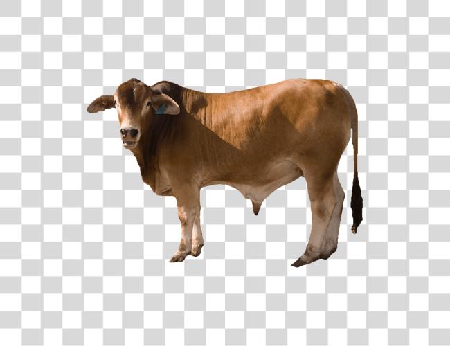 Download Cow Clip Art