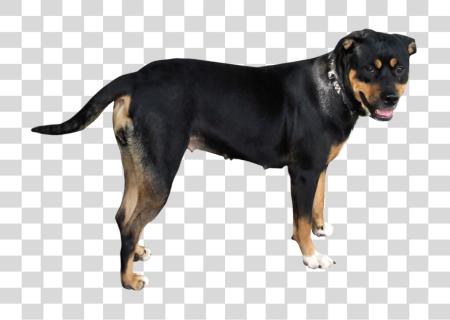 Download Rottweiler Dog Care and Characteristics PNG file