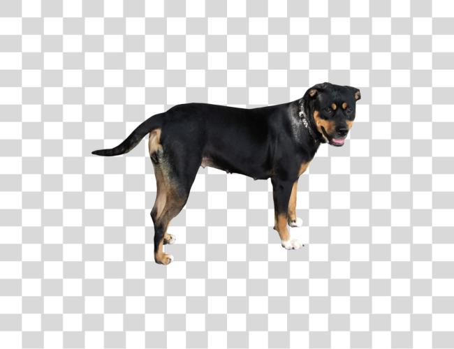 تحميل Rottweiler كلب رعاية و Characteristics مقطوعة فن