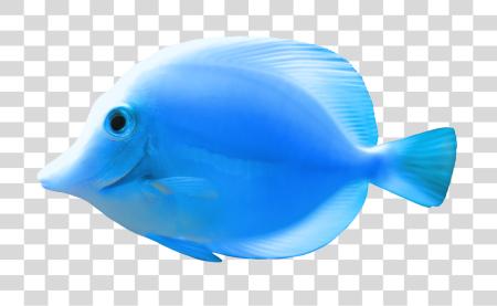 Download Fish PNG file