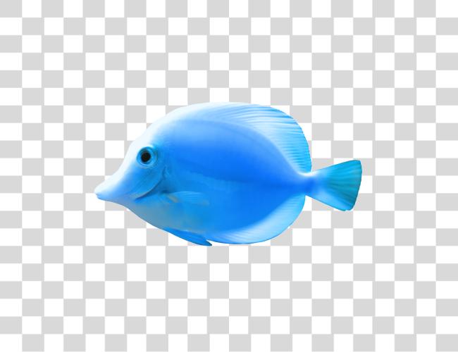 Download Fish Clip Art