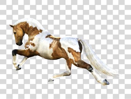 Download Horse PNG file