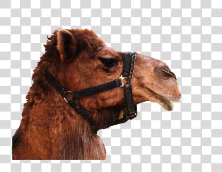 Download Camel PNG file