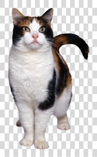 Download Calico gato Portraits in Pet Photography Cutout PNG file