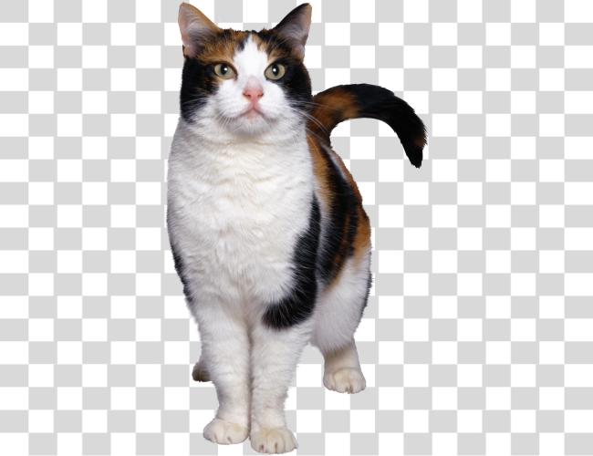 Download Calico Cat Portraits in Pet Photography Cutout Clip Art