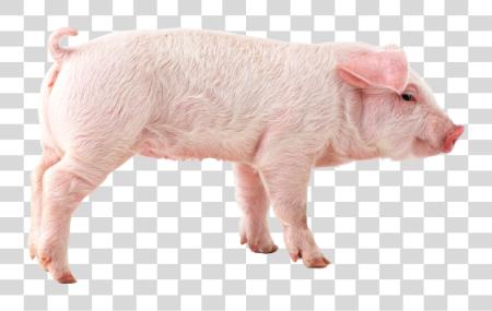 下载 Pig PNG file