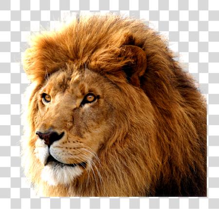 Download majestuoso Lion Wild Big gato Characteristics PNG file