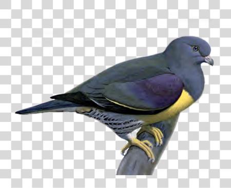 下载 Pigeon PNG file