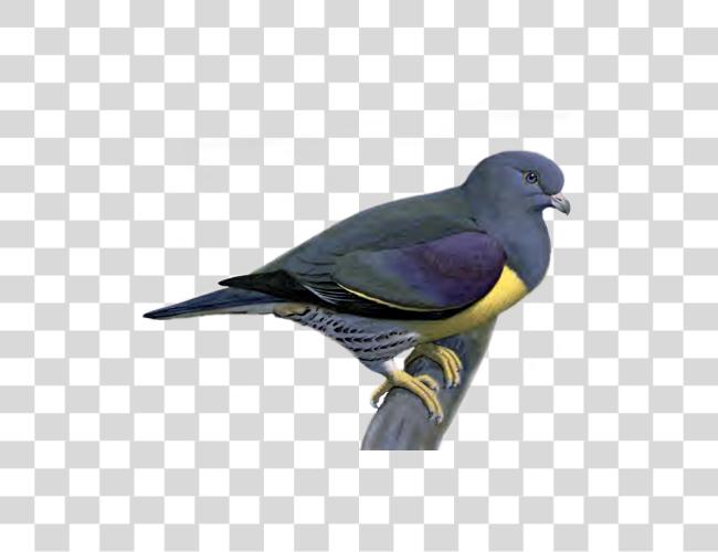 تحميل Pigeon مقطوعة فن