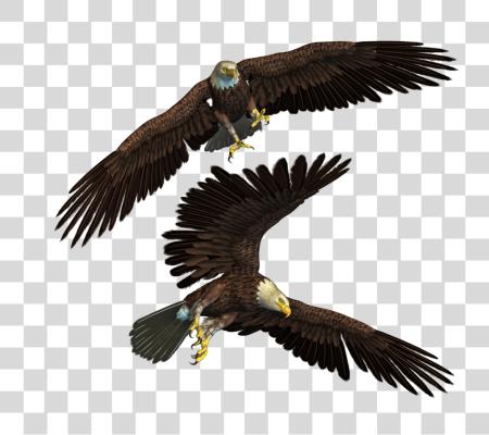 Download Eagle Wildlife Illustration and Soaring Raptors PNG file