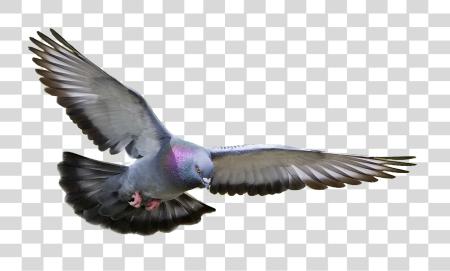 Download Pigeon volando PNG file