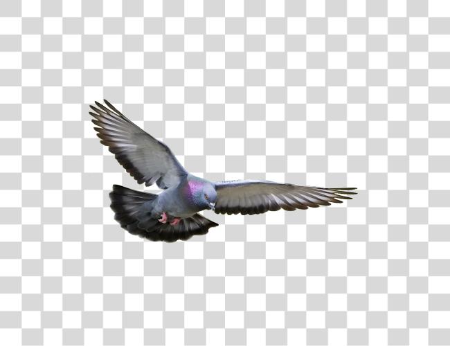 تحميل Pigeon طيران مقطوعة فن