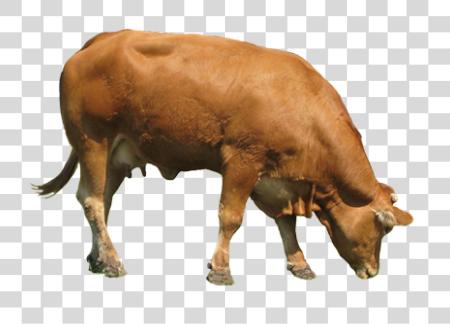 Download Cow PNG file